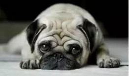 巴哥最新爆料新闻,最新爆料新闻背后的惊人真相