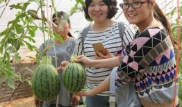 郑州新瓜最新爆料,揭秘郑州最新热点事件背后的真相